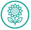 9 Гібридів соняшника